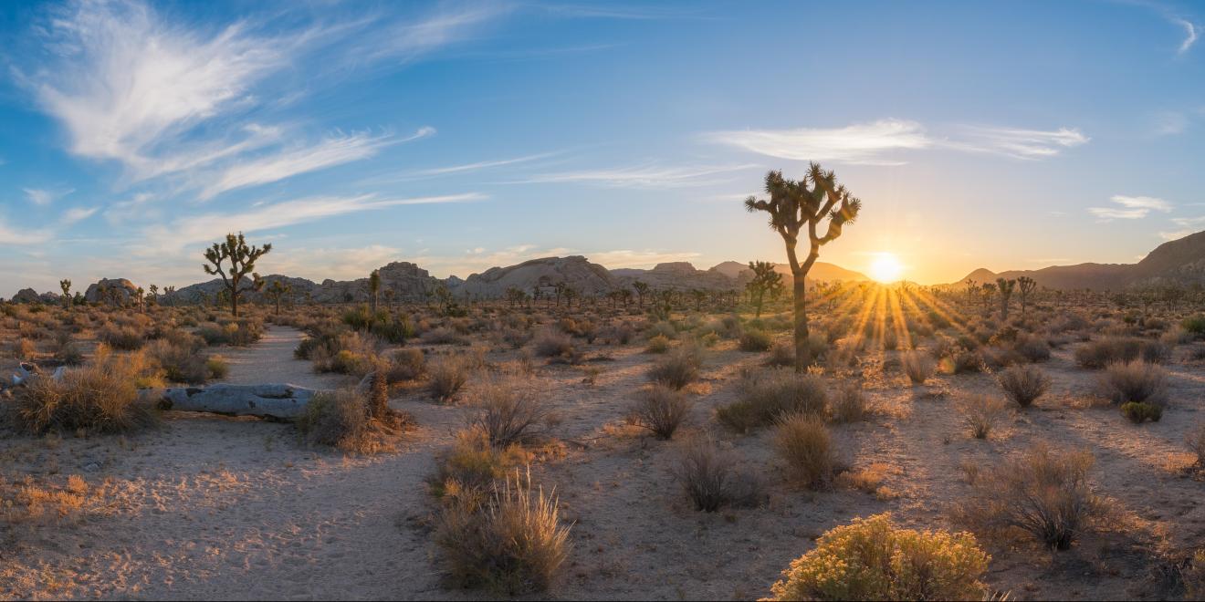 Road Trip From Las Vegas To Joshua Tree National Park