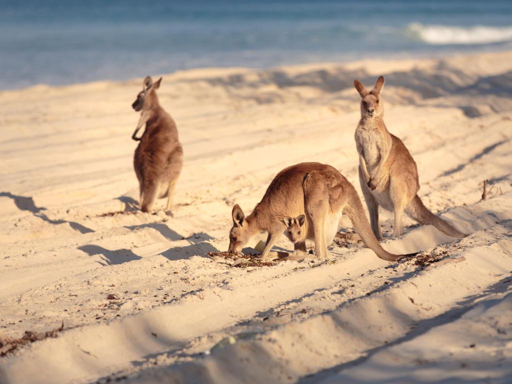 Kangaroos on a sandy beach, one looking directly at the camera