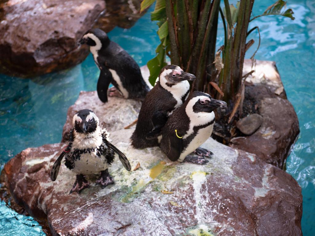 Penguins sitting on a rock together in the pool