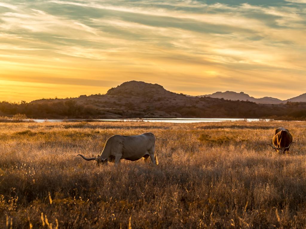Wichita Mountains Wildlife Refuge, Oklahoma, USA with Texas longhorn grazing in the wilderness of Wichita Mountains Wildlife Refuge Oklahoma in the United States of America during the golden hour short before sunset in autumn.