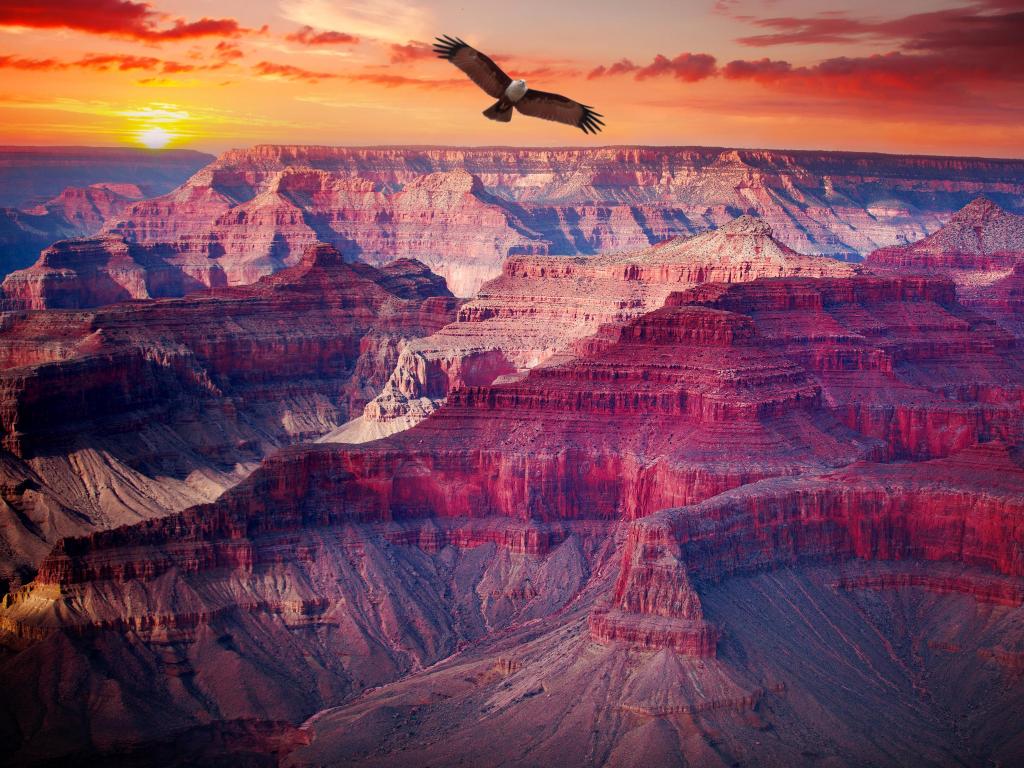 View over rocky canyons lit up pink and golden in evening light. Eagle with white and black feathers flies through the sky.
