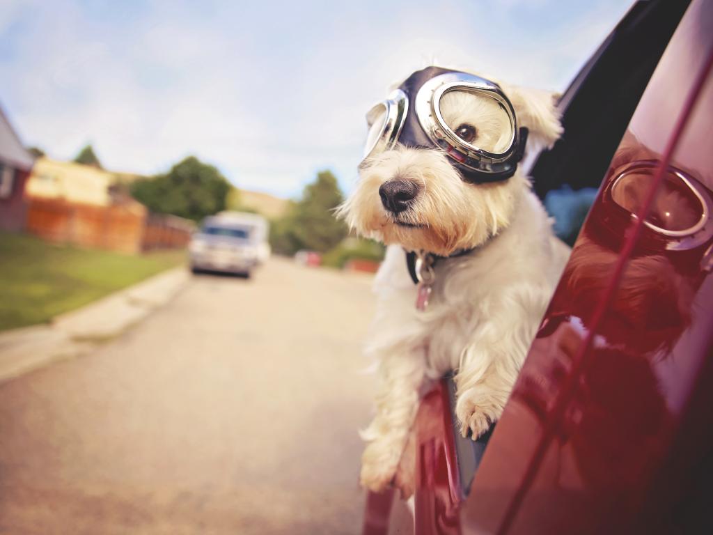 People watching is fun - some cars will really make you scratch your heads as you pass them on your road trip.