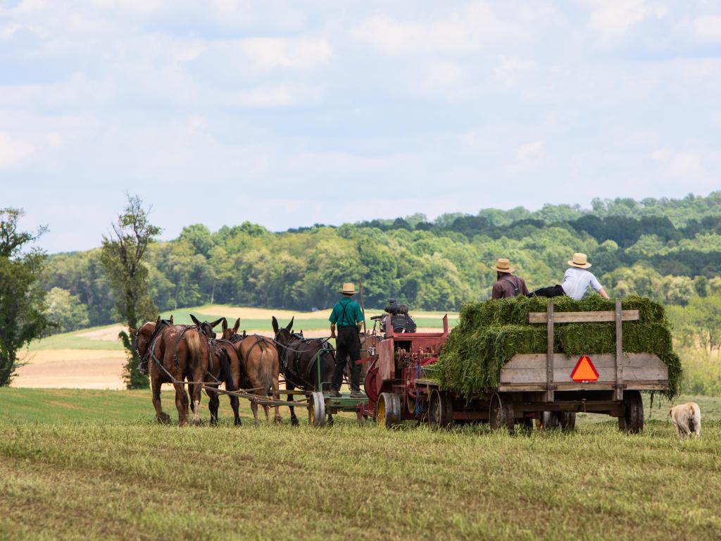 Amish Farmer Baling Hay onto Wagon, Amish Country