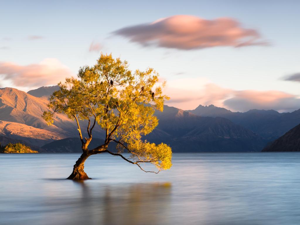 Lake Wanaka, New Zealand with a golden beautiful tree inside the lake and mountains in the background.