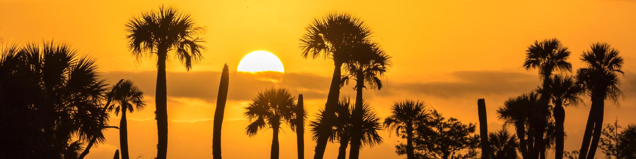 Orlando Wetlands Park, Florida, with golden sunset behind and palm tree silhouettes 