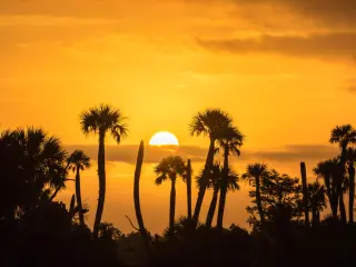 Orlando Wetlands Park, Florida, with golden sunset behind and palm tree silhouettes 