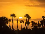 Orlando Wetlands Park, Florida, with golden sunset behind and palm tree silhouettes 