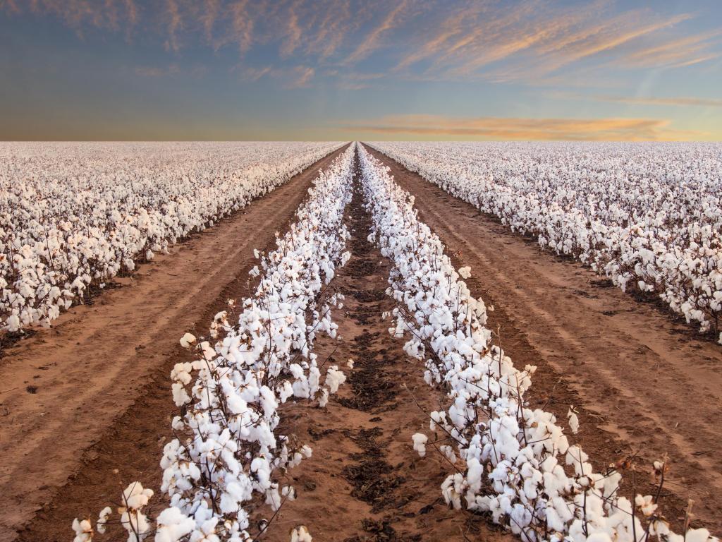 Beautiful Cotton Fields from West Texas at Lubbock, Texas, USA.