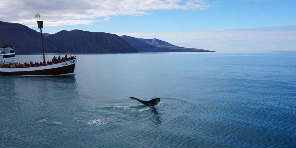 Whale in Husavik, Iceland