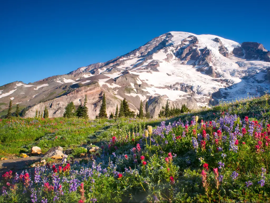 Mount Rainier National Park, Washington, USA with wildflowers in the foreground taken at summer with Cascade Mountain and a blue sky above.