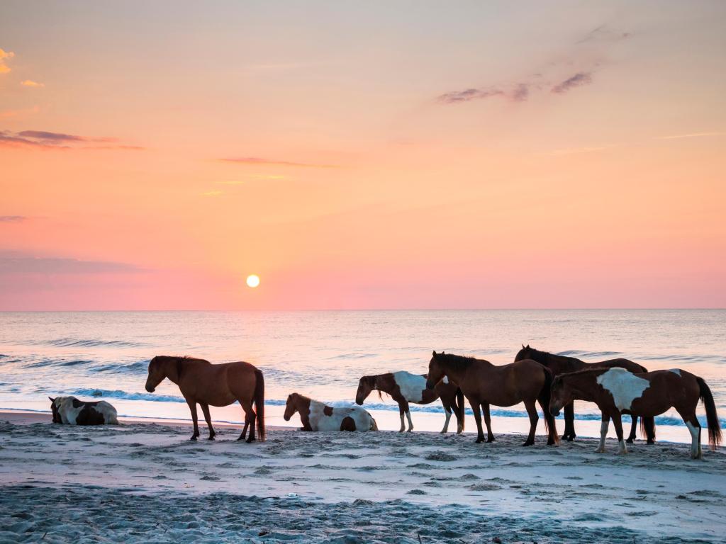 Horses on sandy beach at sunrise at Assateague National Seashore