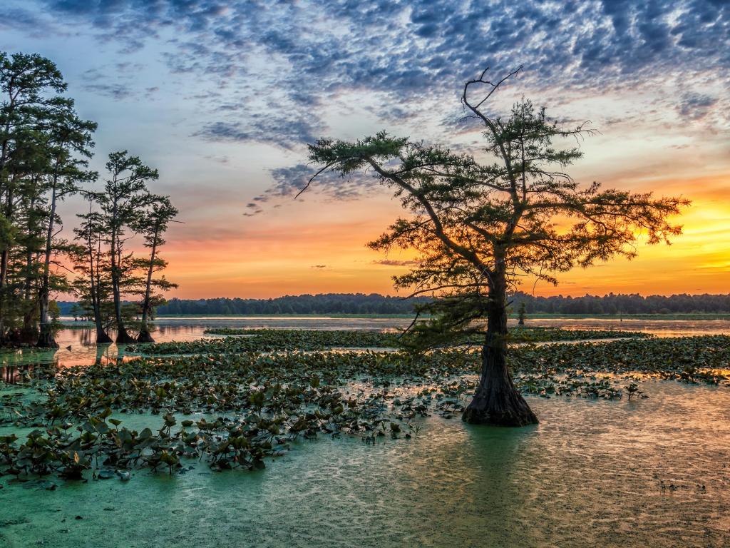 Sunset with some clouds in the sky, photo taken over Bald Cypress from Grassy Island on Reelfoot Lake National Wildlife Refuge in Tennessee.