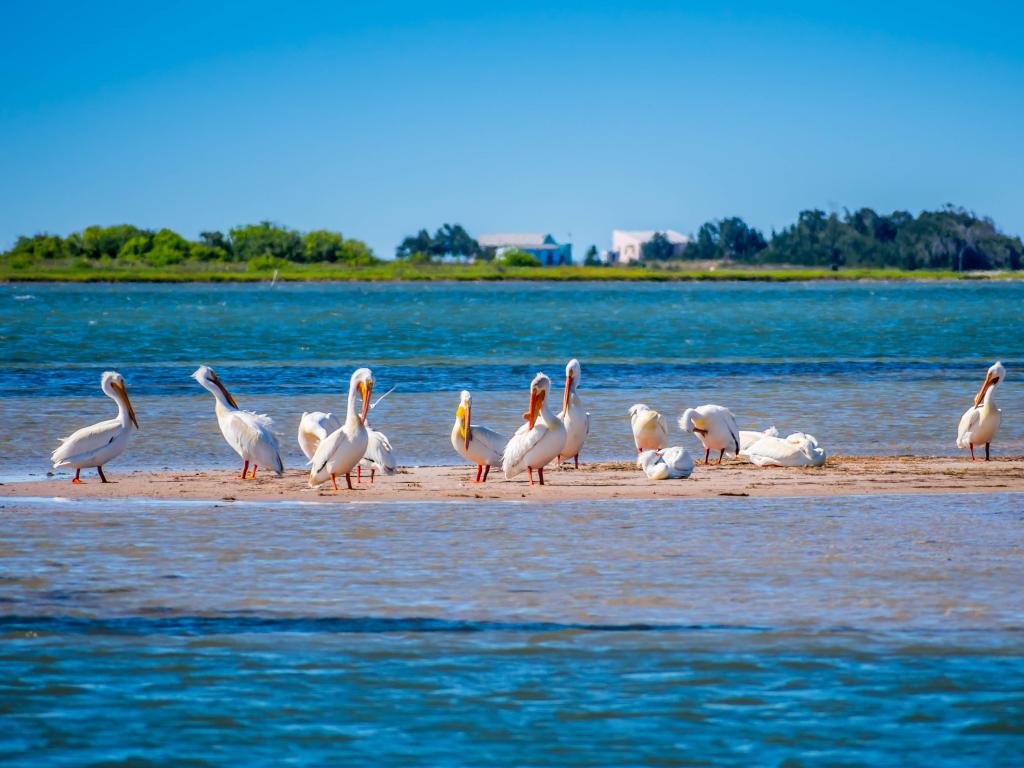 Pelicans standing on a sand bar in calm blue ocean with 