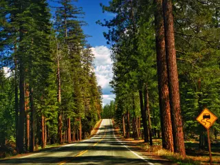 An empty road at Redwood National Park with the redwood trees on both sides.