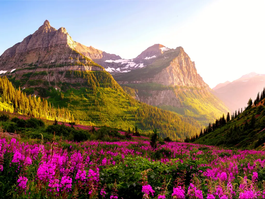 A meadow with blooming purple flowers and a close view of the mountain lit by the first light in Glacier National Park. 