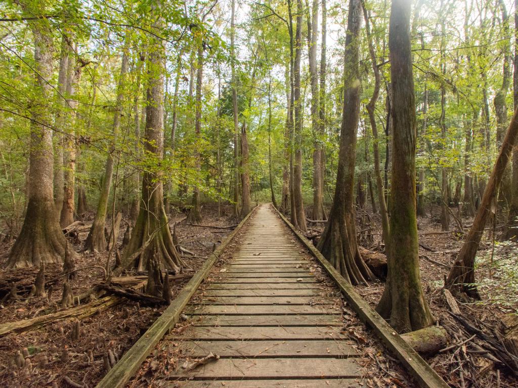 Hopkins, South Carolina, Congaree National Park - Boardwalk Loop Trail