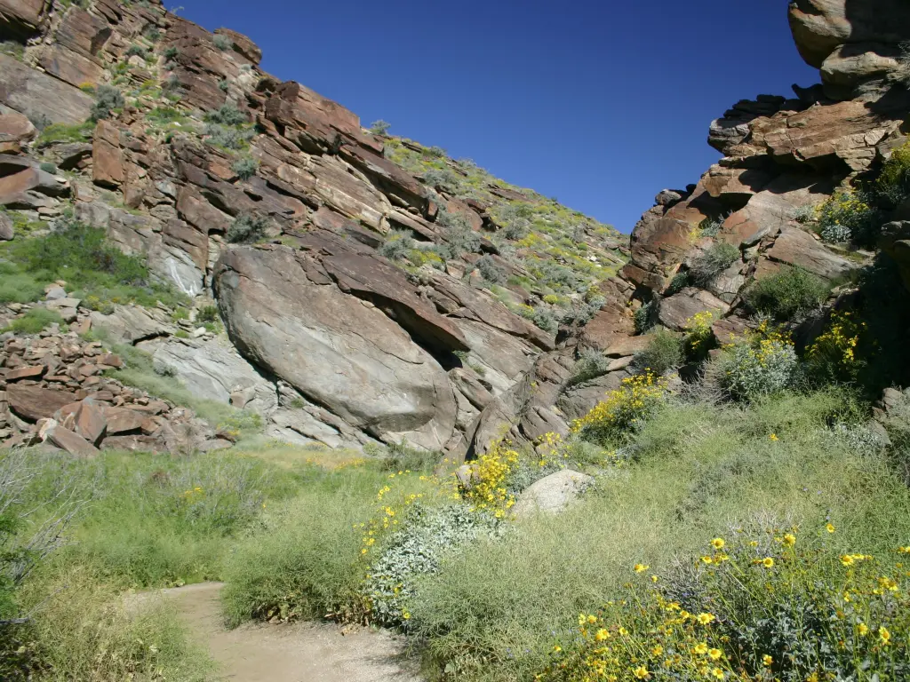 Indian Canyons with wildflowers