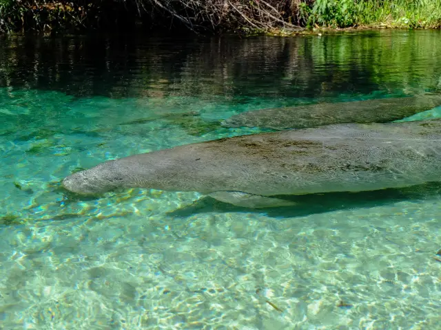 Manatees swimming under the crystal clear waters of the natural spring
