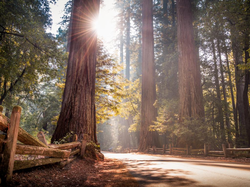 Sun shining through redwood trees in California's Big Basin State Park