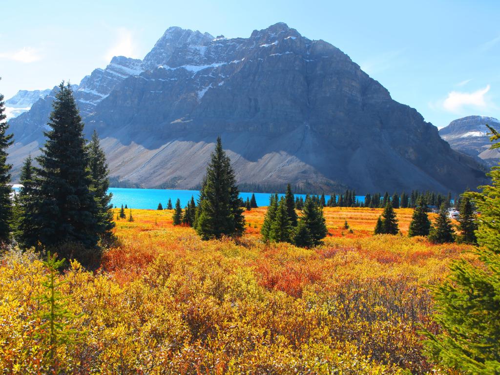 Bow Lake landscape with golden fall foliage in the foreground in Banff National Park and snow capped mountains behind on a sunny day