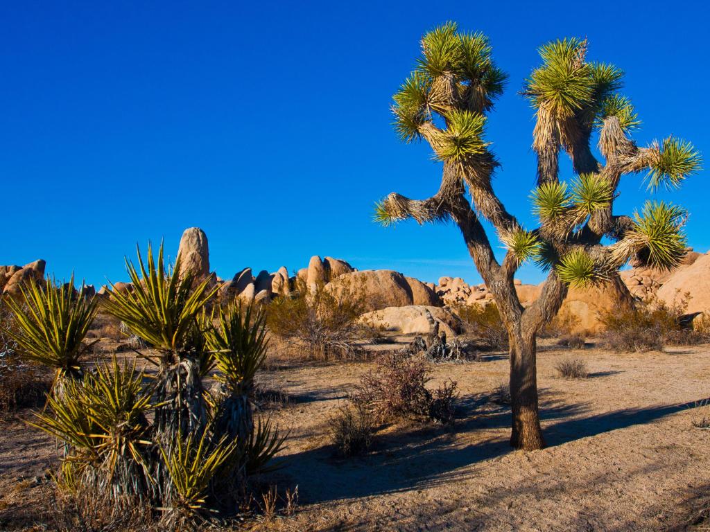 Unique Joshua tree standing tall with a rocky background in Joshua Tree National Park on a sunny day