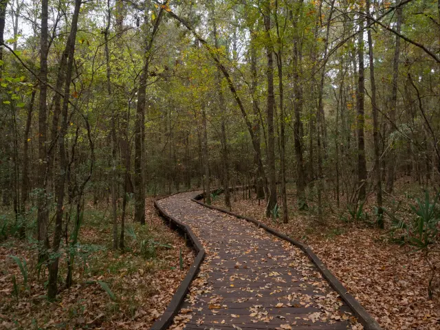 A wooden boardwalk with fallen leaves meandering through a deciduous forest in Lake Livingston State Park, Texas,