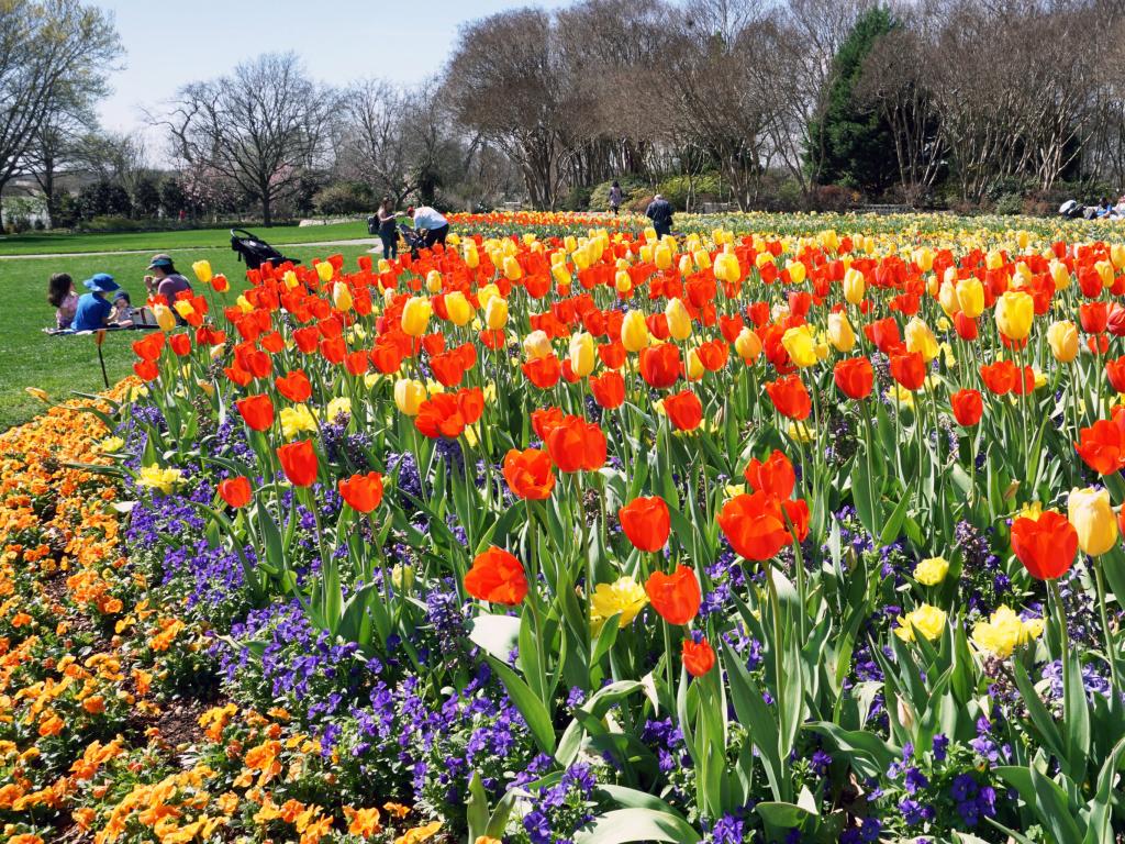 Flowers at the Dallas Arboretum and Botanical Garden