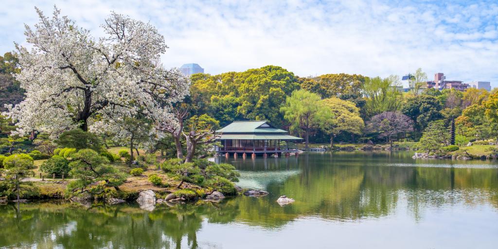 The pond and tea house at Kiyosumi Garden, Tokyo in cherry blossom season 