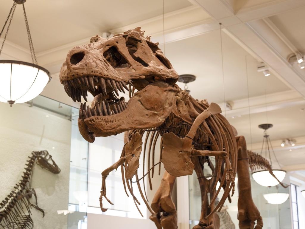 T-Rex fossil model on display inside the museum
