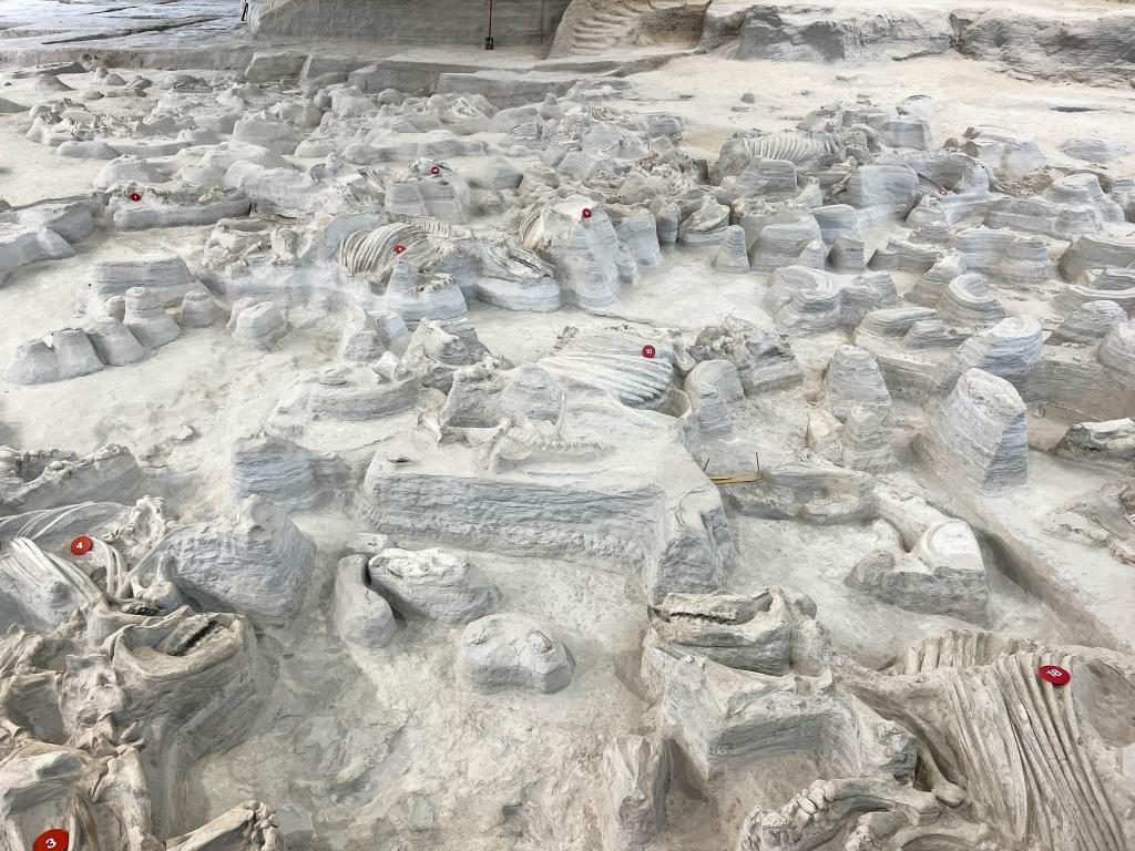 Fossils in Rhino Barn, preserved in time and stone