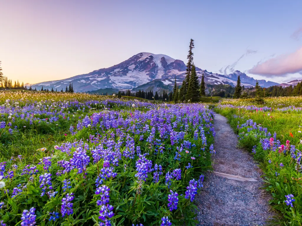 Reflection lake trail surrounded with purple wildflowers and Mount Rainier in the distance