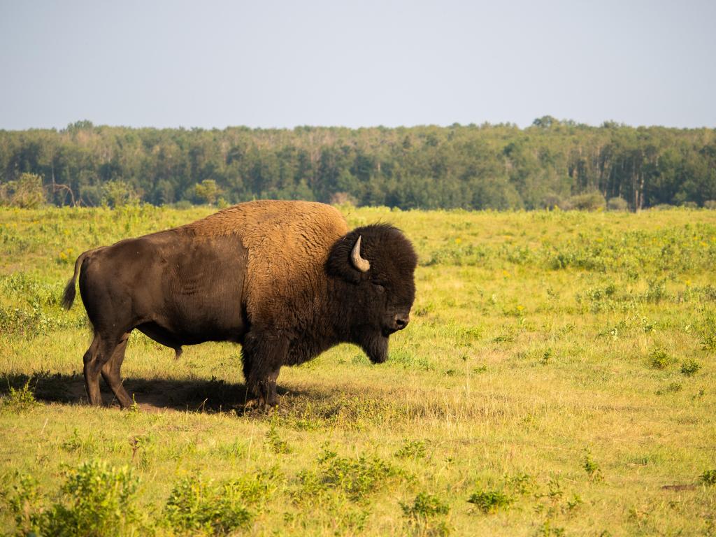 Elk Island, National Park, Alberta, Canada with a buffalo on grass in the foreground and a woodland in the distance, taken on a sunny day.