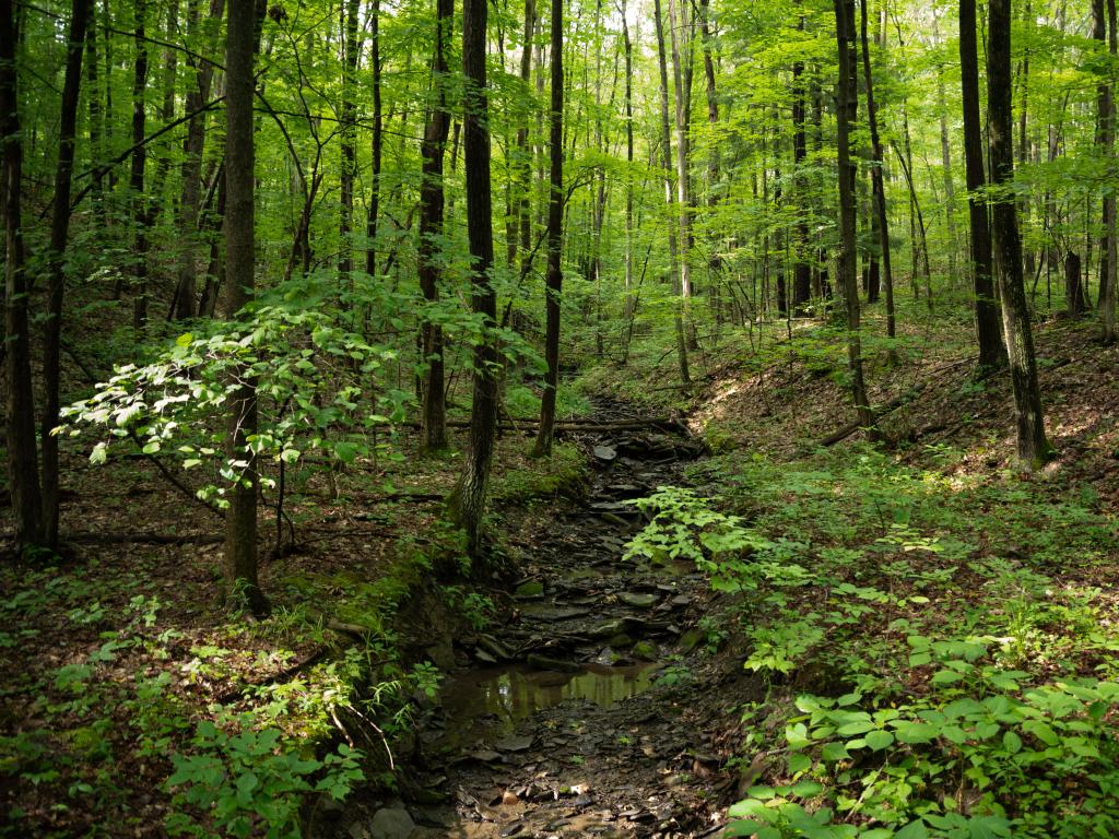 Finger Lakes National Forest, Ithaca, New York State, USA with a dense forest, green trees and a path in the foreground.