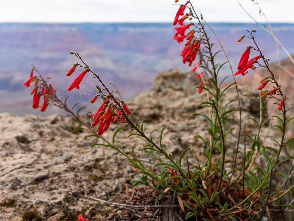 Red colored Firecracker penstemon flower blooming on the edge of a cliff