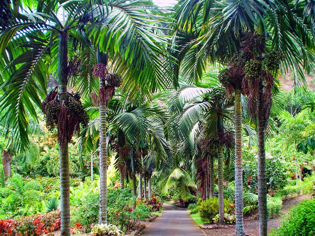 Towering palm trees with lush parklands surrounding, Maui Nui Botanical Gardens, Hawaii