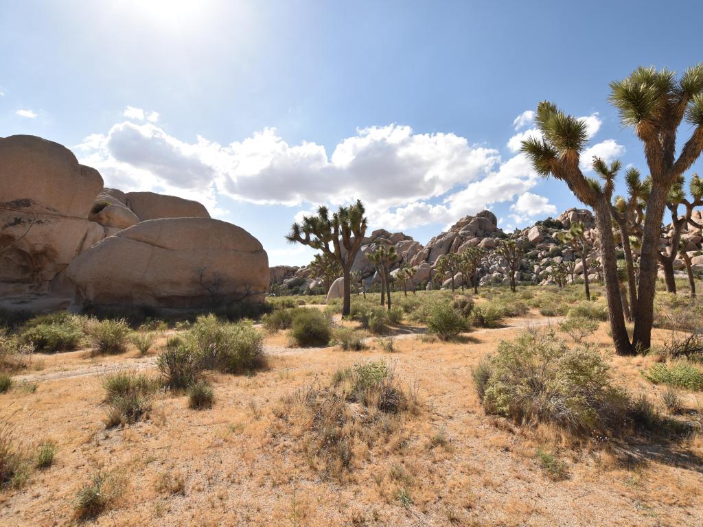 Joshua Tree National Park, California, USA with a cacti and rocks on a sunny day.