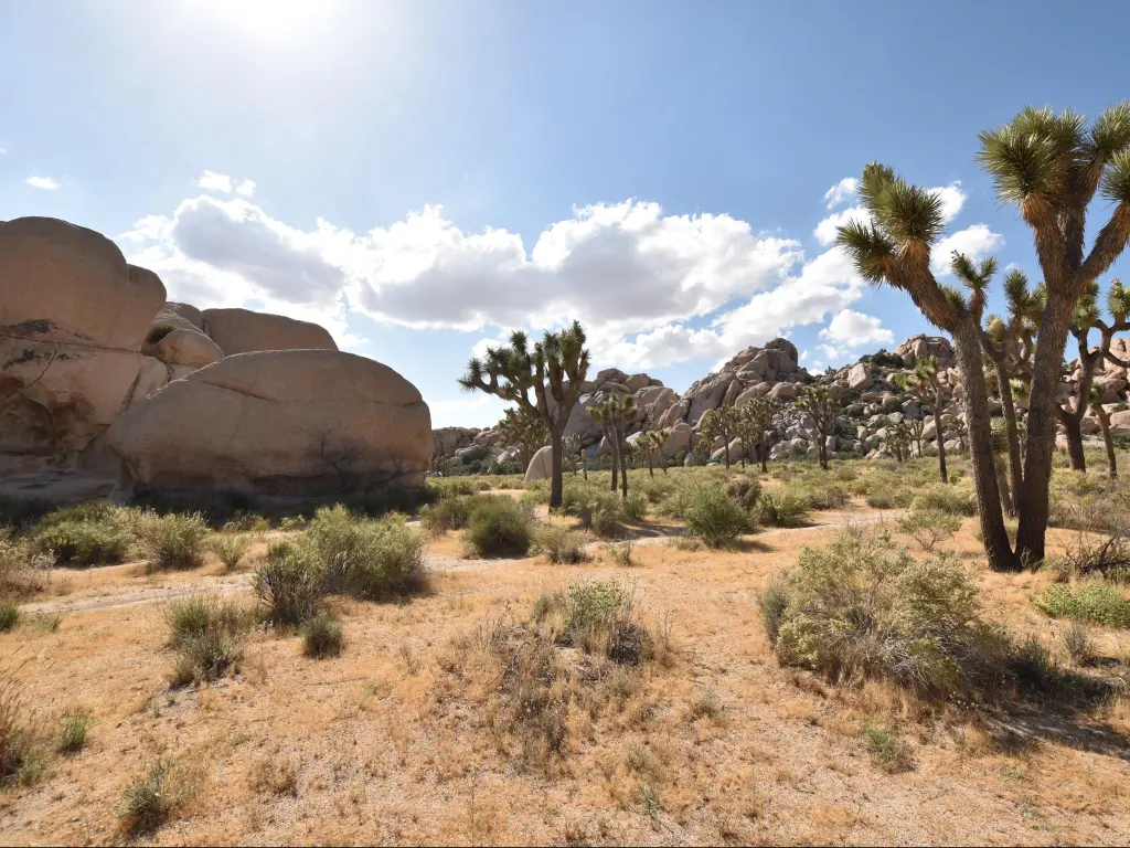 Joshua Tree National Park, California, USA with a cacti and rocks on a sunny day.