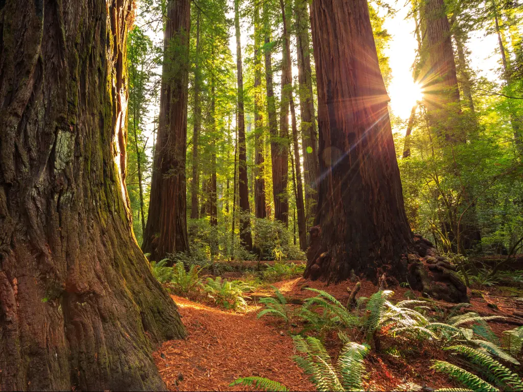 Bright rays of sunlight through massive redwood tree trunks