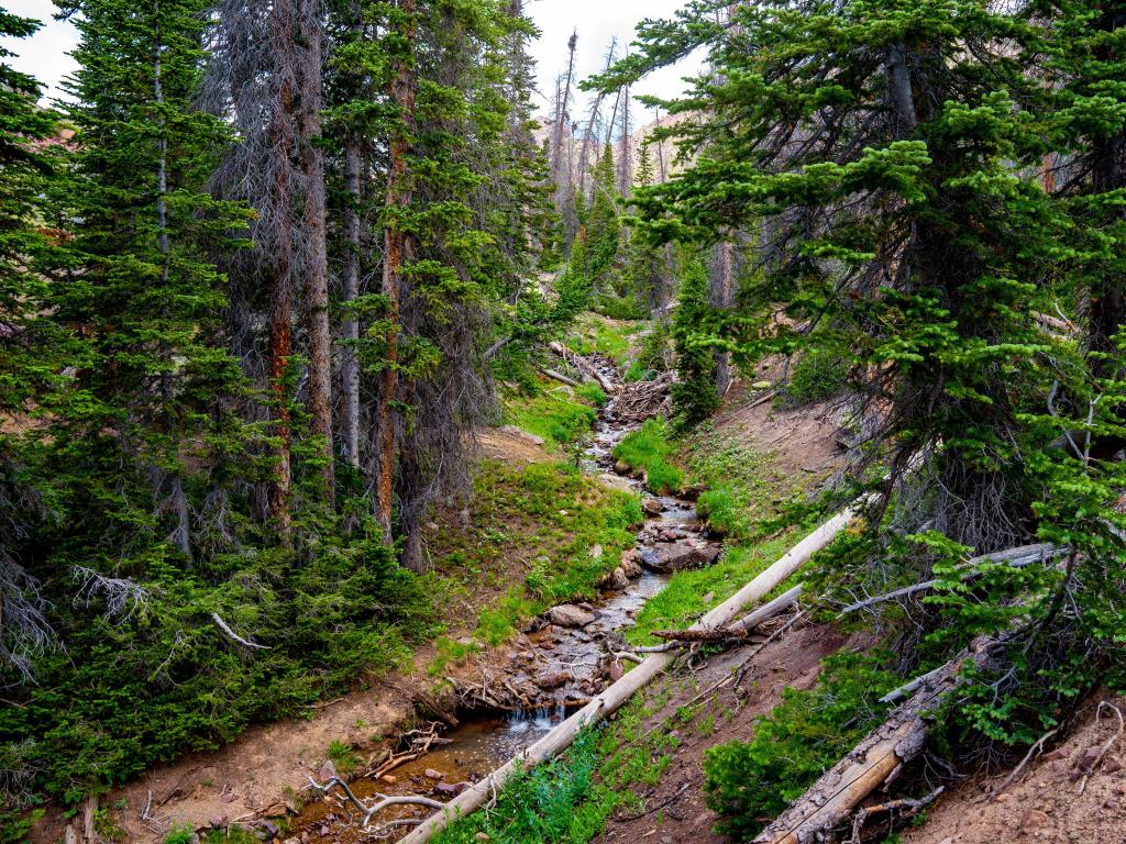 Ashley National Forest, Utah, USA. A creek and thick canopy of trees