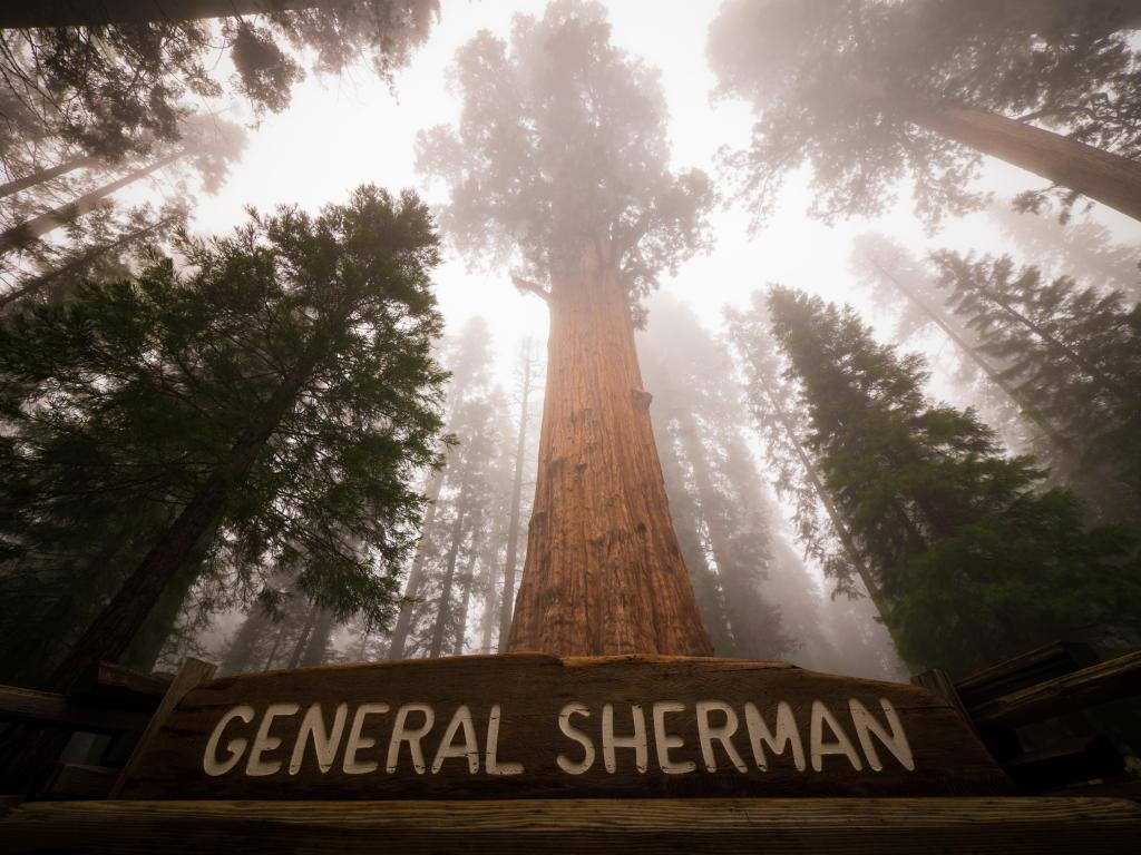 General Sherman Sequoia Tree stands tall in the mist, with a wooden sign in front, in Sequoia National Park, California