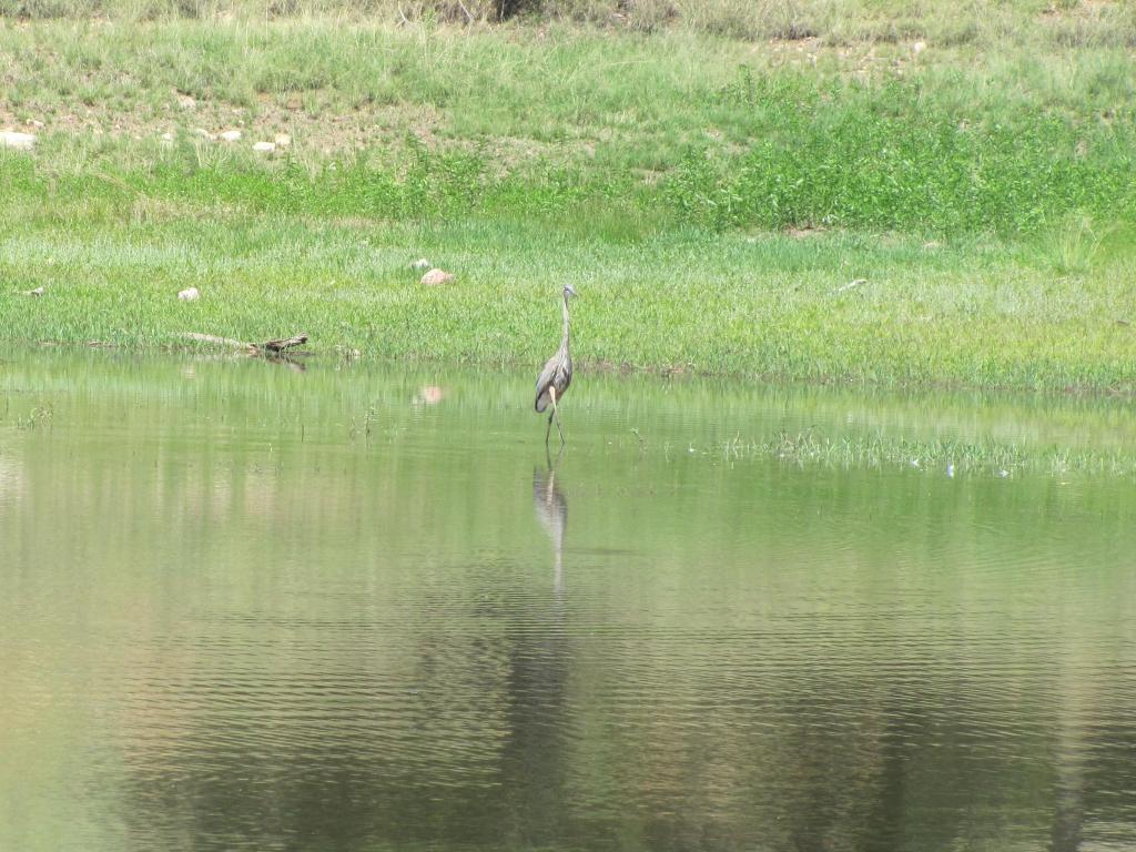 Bird standing in the water at Parker Canyon Lake
