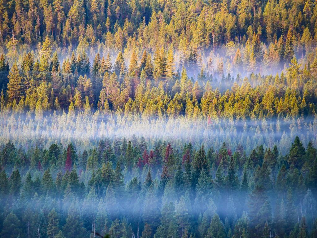 Densely packed trees are seen through the mist in an aerial shot of Deschutes National Forest near Bend, Oregon