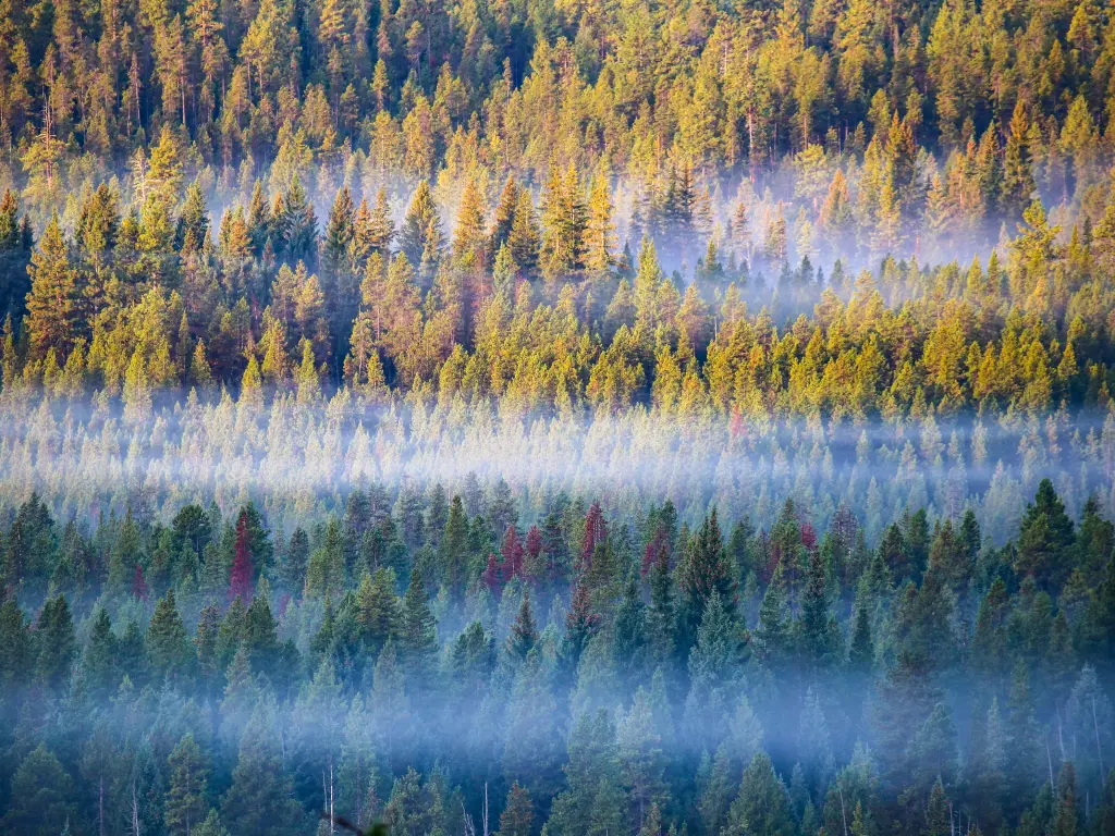 Densely packed trees are seen through the mist in an aerial shot of Deschutes National Forest near Bend, Oregon