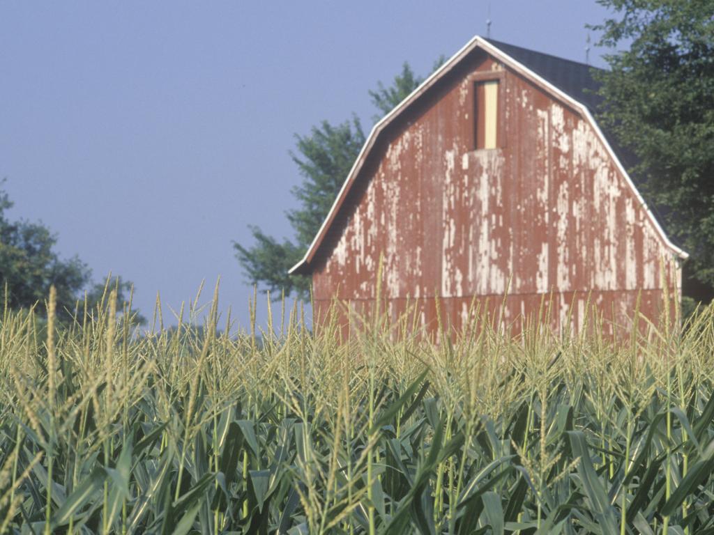 Ripening corn grows in a field in front of a weather-beaten red barn, with a clear blue sky