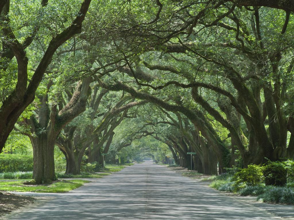 A scenic view of giant live Oaks covering like a tunnel in the empty road of Aiken, South Carolina in a good weather