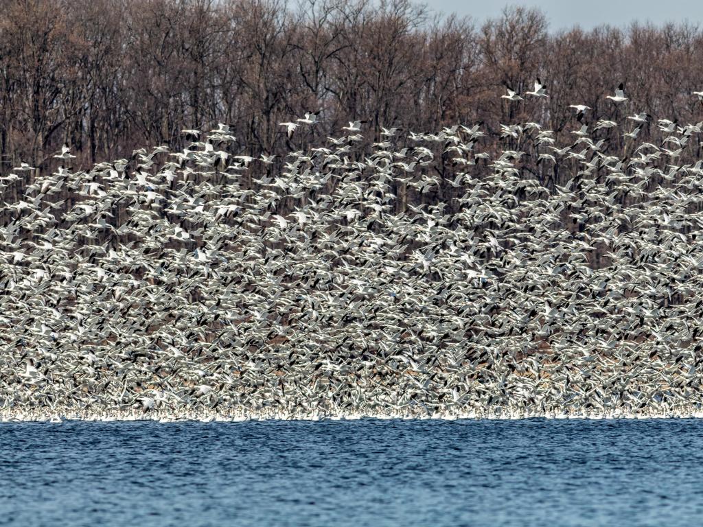 Thousands of Snow Geese fly together during migration over Merrill Creek Reservoir, New Jersey, in on a late winter afternoon