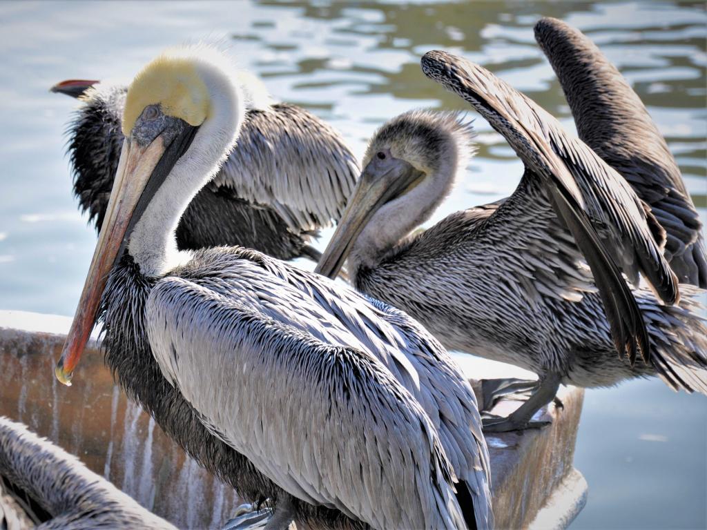 2 different specifies of pelicans sitting by the seaside in Galveston.