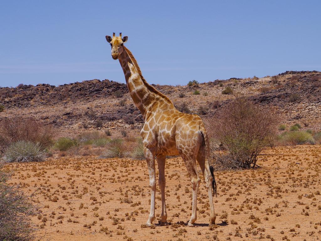 Giraffes in the Haweqwa Nature Reserve South Africa