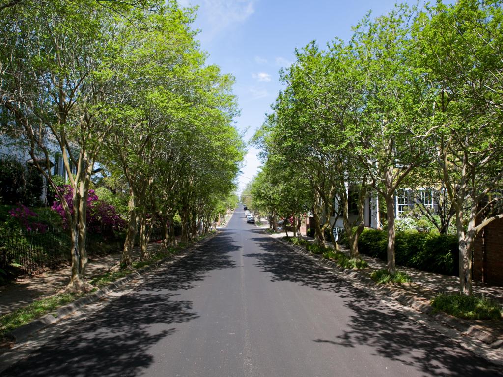 Empty street in Natchez Mississippi tree lined street.