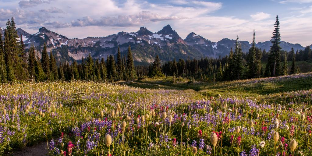 Colourful wildflowers dot a hiking path in Mt Rainier National Park, with peaks in the background